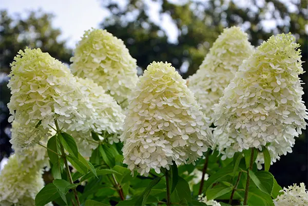 Big blooms of the plant