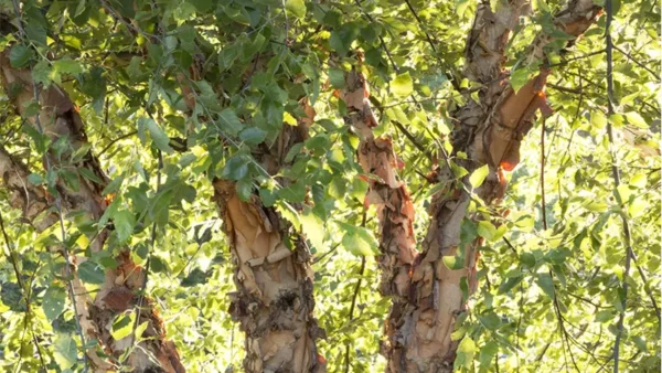 Birch Tree Image
