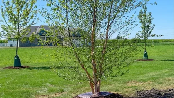 Birch Tree Image