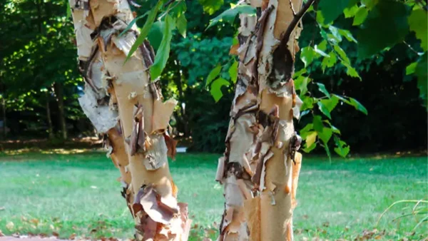 Birch Tree Image