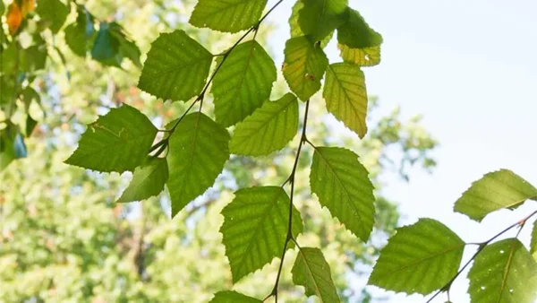 Birch Tree Image