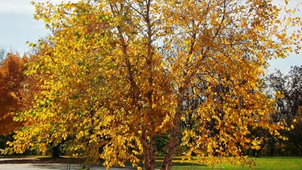 Birch Tree Image