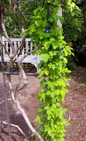 Blue Pea