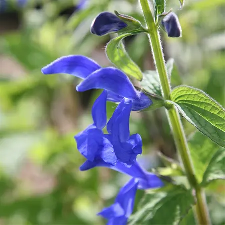 Blue sage