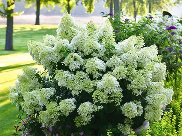 Bobo cultivar of H. paniculata