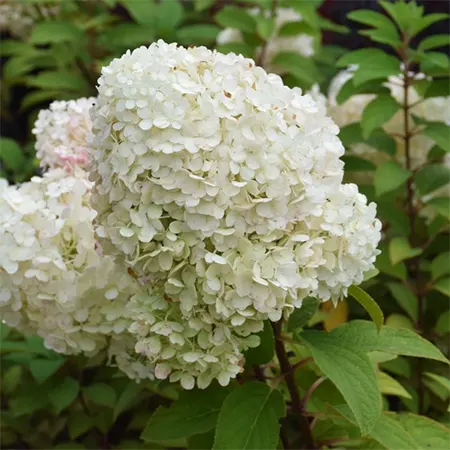Bobo cultivar