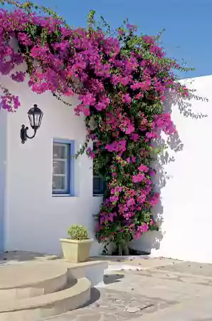 Bougainvillea