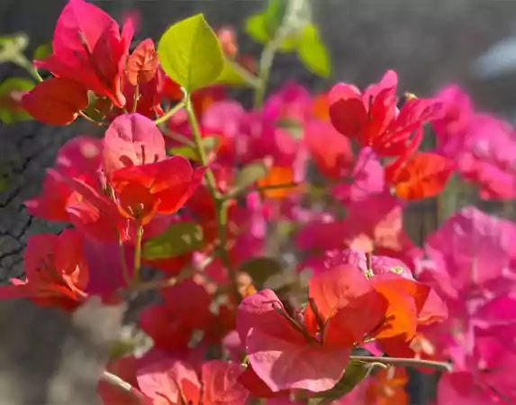 Bougainvillea