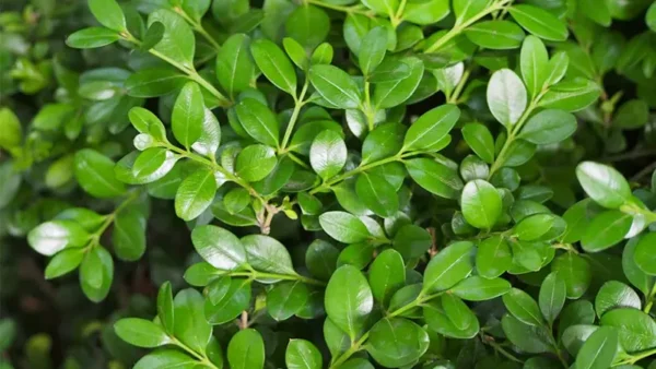 Boxwood Image