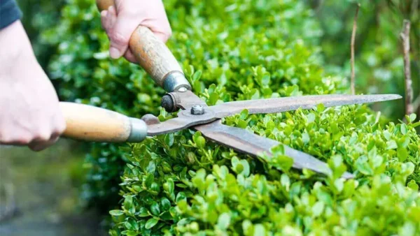 Boxwood Image