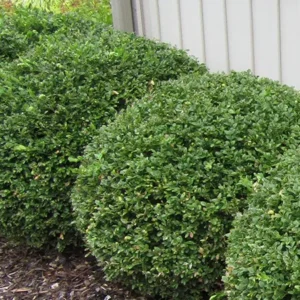 Boxwood Image