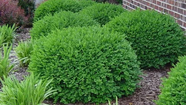 Boxwood Image