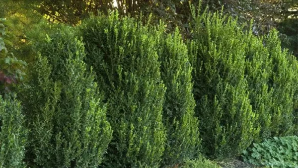 Boxwood Image