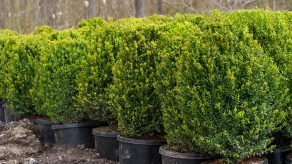 Boxwood Image