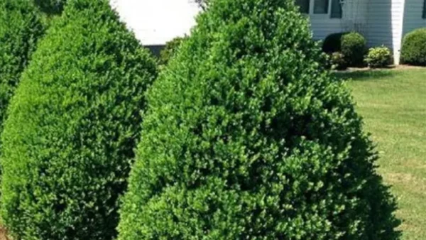 Boxwood Image