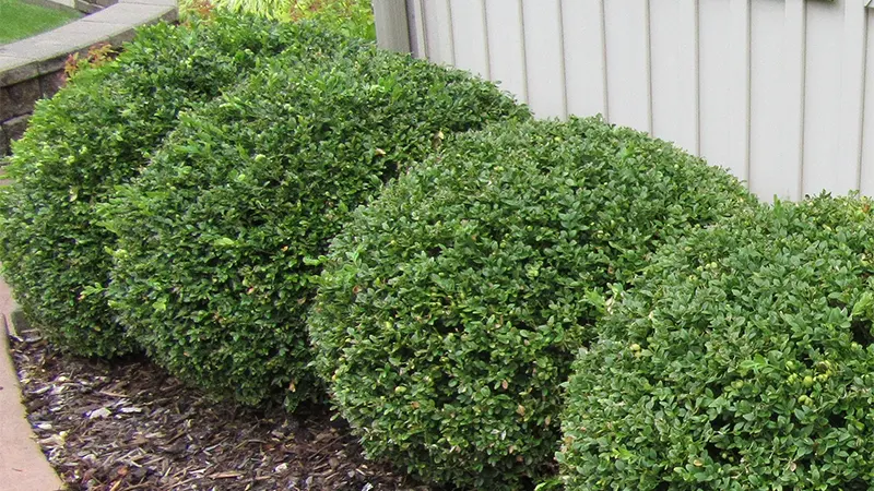 Boxwood Image