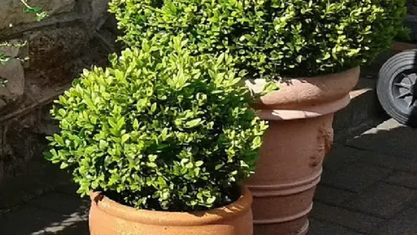 Boxwood Plant Image