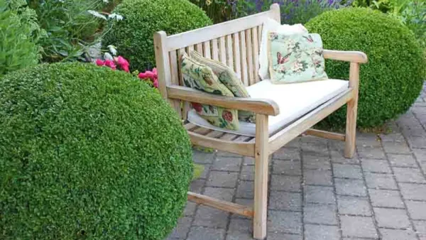 Boxwood Plant Image