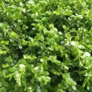 Boxwood Plant Image