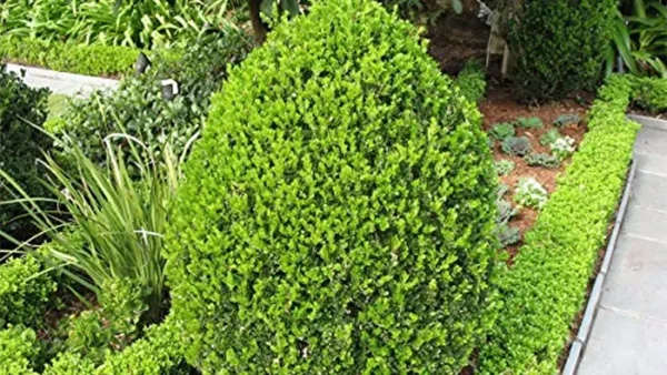 Boxwood Plant Image
