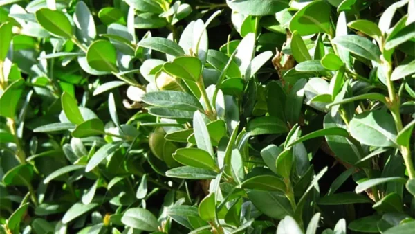 Boxwood Plant Image