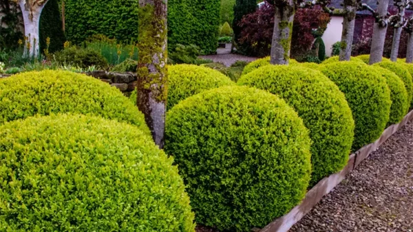 Boxwood Plant Image