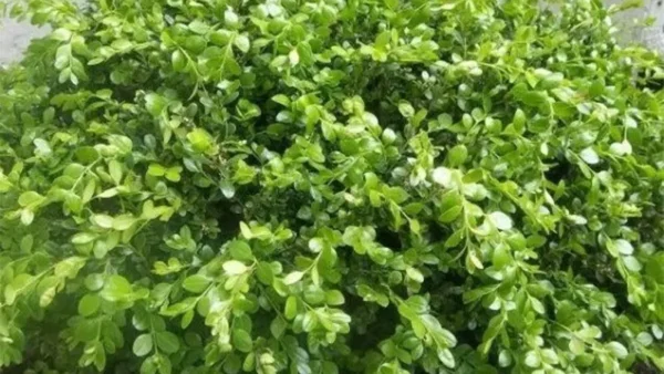 Boxwood Plant Image