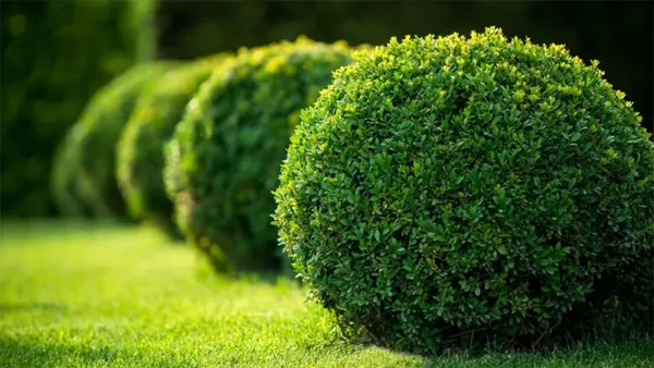 Boxwood Plant Image