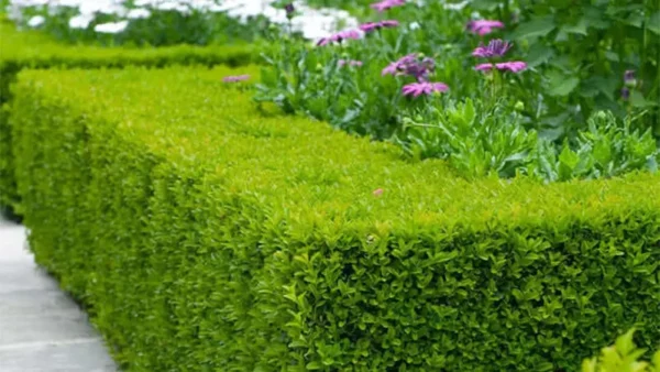Boxwood Plant Image