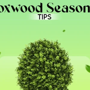 Boxwood Seasonal Tips