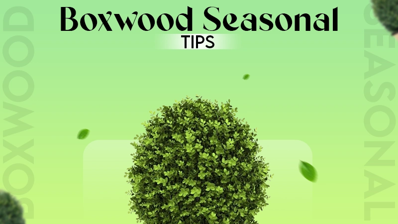 Boxwood Seasonal Tips