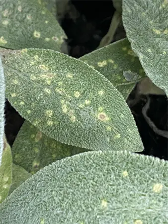 Brown spots on the foliage