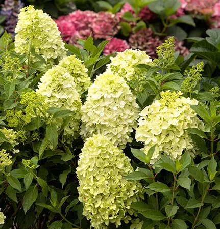 Bushy Hydrangea Panicles