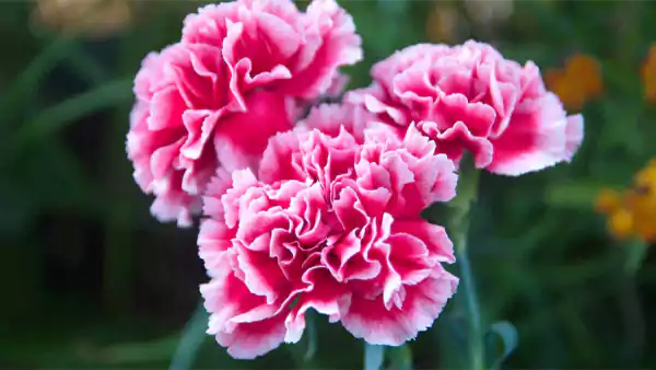 Carnation Flower
