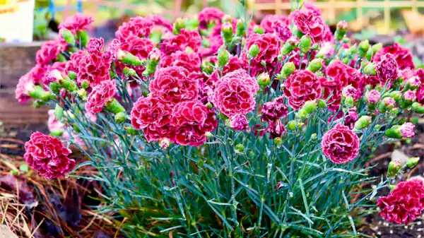 Carnation Image5