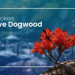 Cherokee Brave Dogwood