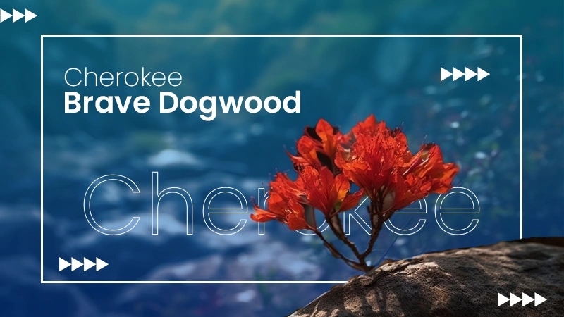Cherokee Brave Dogwood