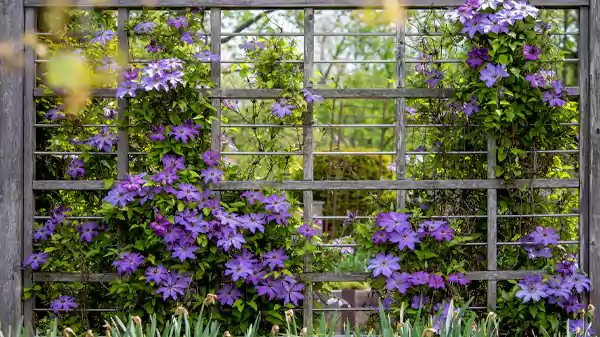 Clematis