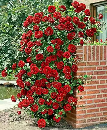 Climbing Rose