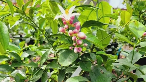 Cocktail Tree