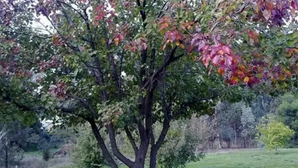 Cocktail Tree