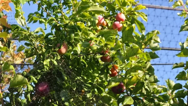Cocktail Tree