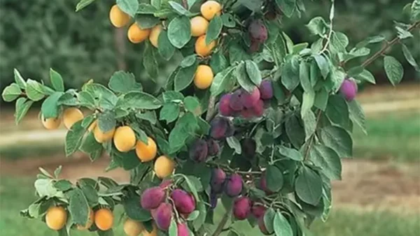Cocktail Tree