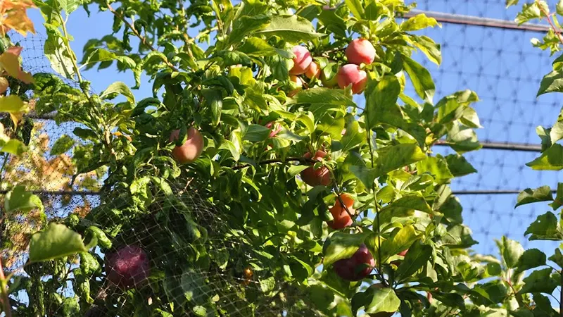 Cocktail Tree