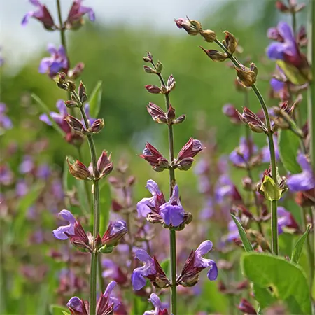 Common sage plant