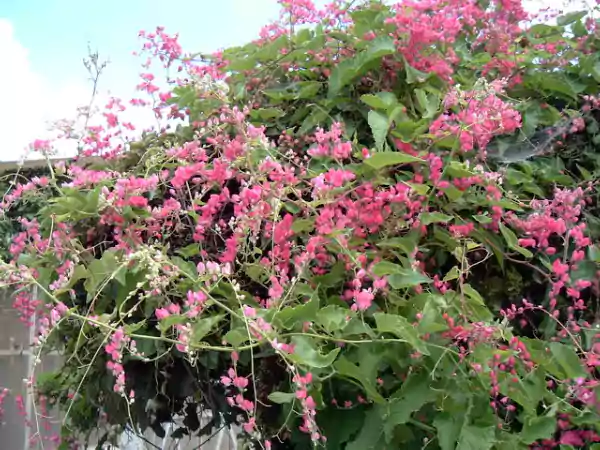 Coral Vine