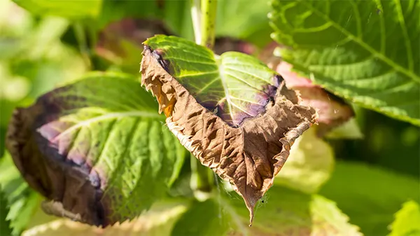 Crispy brown edges of the plant