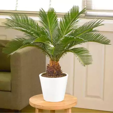 Cycas Palm enhancing the indoor area
