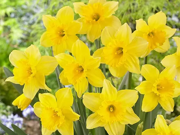 Daffodils