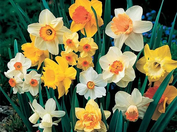 Daffodils